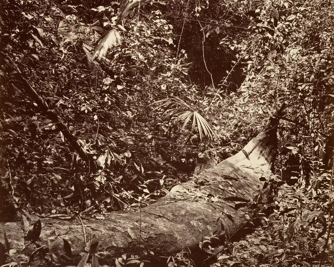 Fotografia antiga, em tons de sépia, de uma mata tropical fechada: um grande tronco caído atravessa o primeiro plano, da esquerda para a direita; em torno dele, folhagem densa de espécies variadas, com algumas palmeiras de folhas em leque, e uma abertura escura ao fundo, no centro.